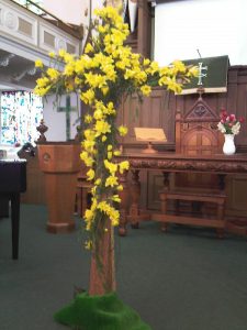 daffodil cross